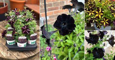 9 Best Black Petunia Varieties - balconygardenweb.com