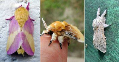 8 Beautiful Fluffy and Fuzzy Moths - balconygardenweb.com