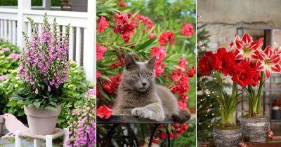 12 Flowers that Are Poisonous to Cats - balconygardenweb.com