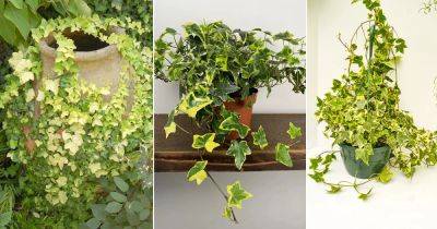 12 Best Variegated English Ivy Varieties - balconygardenweb.com - Britain