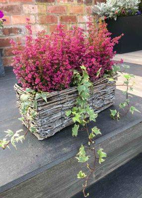25 best low maintenance evergreen plants for pots - growingfamily.co.uk