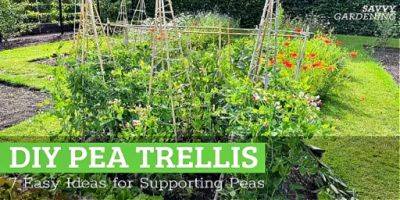 DIY Pea Trellis Ideas: 7 Easy Ways to Support Peas - savvygardening.com