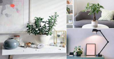 5 Plants You Can Keep on Your Desk for Good Luck - balconygardenweb.com - Mexico