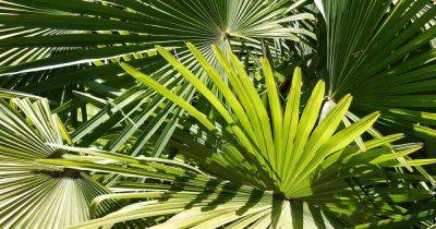 Fan Palms 101: How to Grow and Care for Fan Palms - gardenerspath.com - Usa