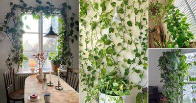 15 Amazing Pothos Curtain Ideas - balconygardenweb.com