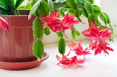 How To Make A Christmas Cactus Bloom, According To An Expert - southernliving.com - Brazil