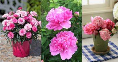 Pink Carnation Meaning and Symbolism - balconygardenweb.com