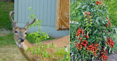 Do Deer Eat Tomato Plants? Find Out! - balconygardenweb.com