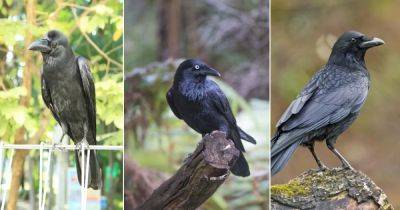 What Does it Mean When a Crow Visits You - balconygardenweb.com - Usa - China - Japan