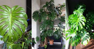 Why Do Monstera Leaves Split? 8 Facts and Reasons You Should Know - balconygardenweb.com