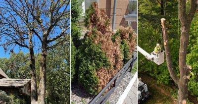 How to Save a Dying Tree: Tricks That Work - balconygardenweb.com