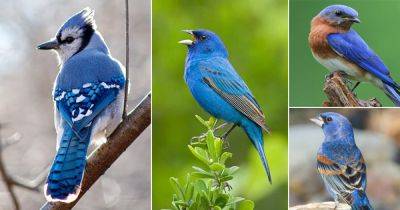 18 Beautiful Blue Birds in Michigan - balconygardenweb.com - state Michigan