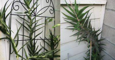 How to Grow Climbing Aloe Indoors as a Vine - balconygardenweb.com - South Africa