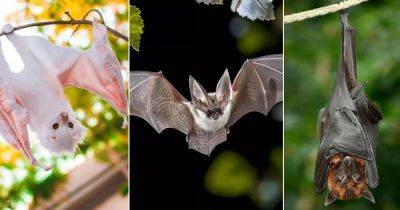 Spiritual Significance of Seeing a Bat in a Dream - balconygardenweb.com - China