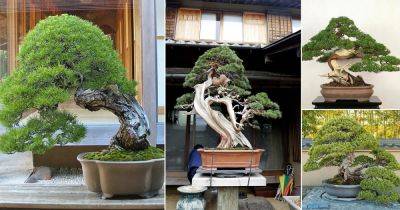 14 Oldest Bonsai Trees in the World - balconygardenweb.com - Usa - Japan - Italy - county Garden