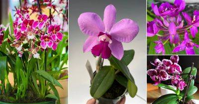 17 Most Beautiful Purple Orchid Varieties - balconygardenweb.com