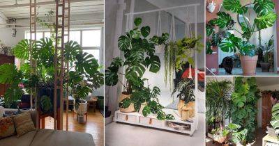 Using Monstera for Room Partition: 20 Crazy Ideas! - balconygardenweb.com