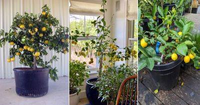 8 Best Lemon Tree Varieties for Containers - balconygardenweb.com - India - Italy