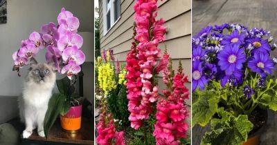 18 Flowers that Are Safe for Cats - balconygardenweb.com