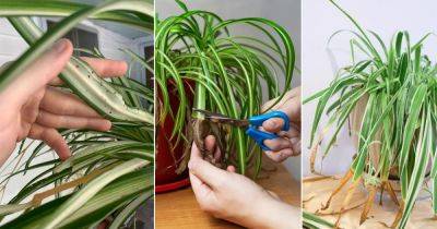 Spider Plant Brown Tips: 13 Reasons and Solutions - balconygardenweb.com