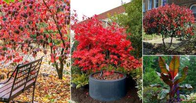 15 Best Trees With Red Leaves All Year - balconygardenweb.com - Norway