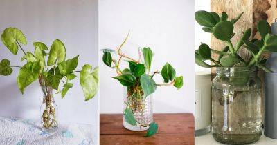 8 Indoor Plants that Grow Better in Water than Soil - balconygardenweb.com