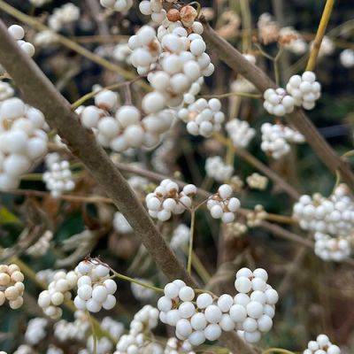 4 Uncommon Trees and Shrubs for Striking Late-Season Interest - finegardening.com - China
