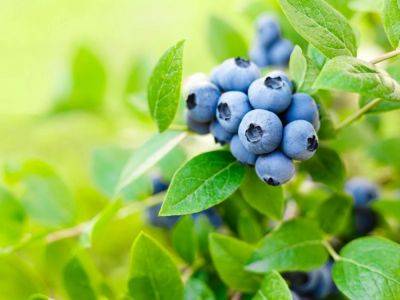 Easy Fruits To Grow For Complete Beginners - gardeningknowhow.com