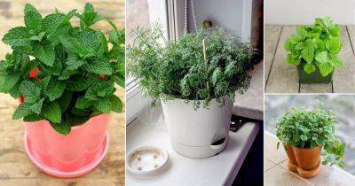 9 Herbs with Shallow Roots for Small Pots and Limited Space Garden - balconygardenweb.com - Greece - Italy - Mexico
