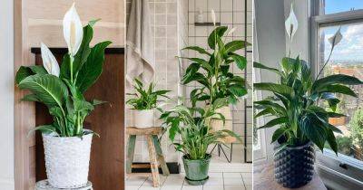 18 Best Places to Keep a Peace Lily in the House - balconygardenweb.com