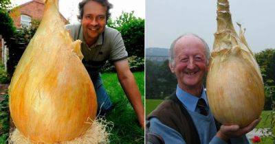 World's Biggest Onion - Breaks Guinness World Records! - balconygardenweb.com - Britain - France