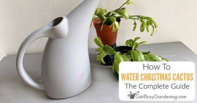 How To Water Christmas Cactus - getbusygardening.com