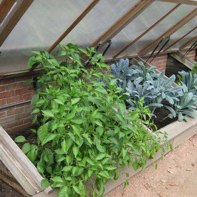 Winter Herb Gardening: Easy Herbs to Grow in a Cold Frame - finegardening.com
