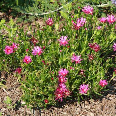 Evergreen Ground Covers for the Southwest - finegardening.com