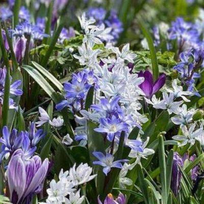 How to Plant Minor Bulbs for Major Impact - finegardening.com