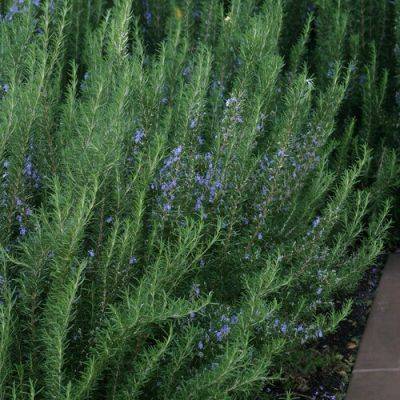 How to Grow Rosemary in the Southeast - finegardening.com - Greece