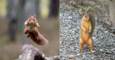 Spiritual Meaning of Squirrel Crossing Your Path - balconygardenweb.com