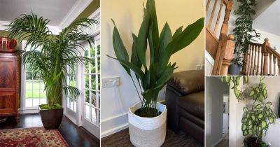 12 Best Tall Low Light Houseplants - balconygardenweb.com - city Sansevieria