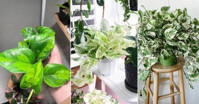 9 Beautiful Variegated Pothos Plants - balconygardenweb.com