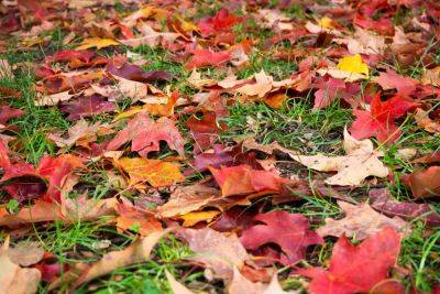 Why You Should Leave Your Fallen Leaves Alone and Not Rake - thespruce.com