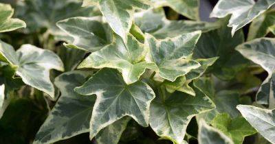 How to Propagate Ivy from Cuttings - gardenerspath.com - Britain