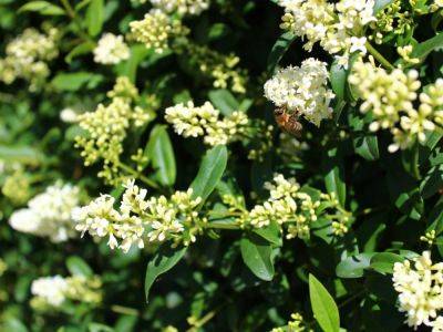 How To Grow Common Privet For Very Special Shrubs And Hedges - gardeningknowhow.com