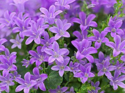 Bring On The Bellflowers: Campanula Varieties For Every Garden - gardeningknowhow.com