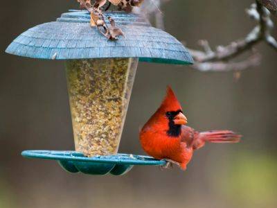 9 Bird Feeding Mistakes To Avoid – And How To Get It Right - gardeningknowhow.com