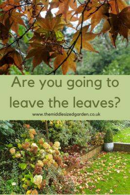 Leave the leaves – the new, easy way to deal with autumn gardens - themiddlesizedgarden.co.uk