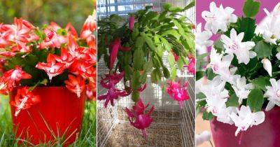 10 Best Types of Christmas Cactus Varieties - balconygardenweb.com