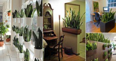 16 Cool Snake Plant Room Divider Ideas - balconygardenweb.com