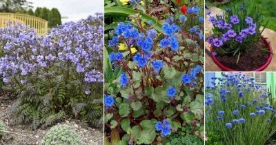 13 Best Blue Wild Flower Plants - balconygardenweb.com - Usa - state Virginia