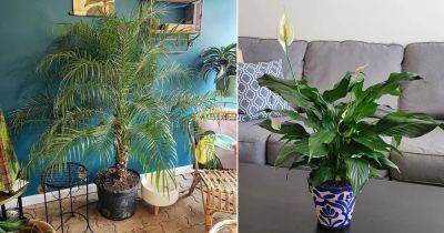9 Houseplants that Reduce Dust and Particulate Matter - balconygardenweb.com