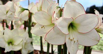 When and How to Repot Amaryllis Bulbs - gardenerspath.com